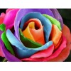 Embroidery Modern Art For Beginners Flower Diamond Painting Cross Stitch Kits UK VM20446