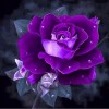 Pretty Purple Rose Diamond Painting Kits UK AF9308