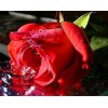 New Red Rose Full Drill 5D DIY Diamond Painting Kits UK VM92184