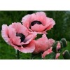Cheap Pink 5d Diy Diamond Painting Flower Kits UK VM3012