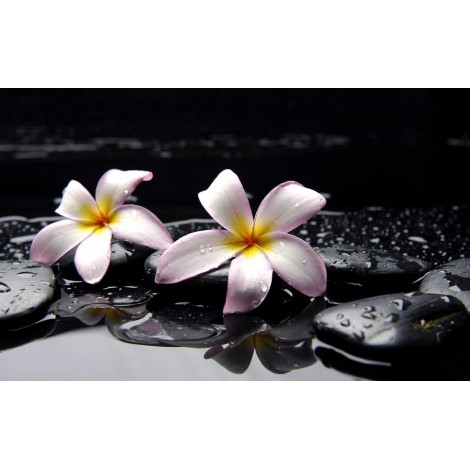 Cheap 2019 New White Flower 5d Diy Diamond Painting Kits UK VM4198