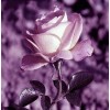 Rose Flower Full Drill 5D DIY Diamond Painting Kits UK VM92256