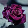 Rose Flower Full Drill 5D DIY Diamond Painting Kits UK VM92255