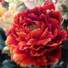 5D DIY Diamond Painting Red Blooming And Wealthy Embroidery Cross Stitch Kits VM90510