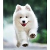 Best White Pet Dog Diy 5d Full Diamond Painting Kits UK QB5477