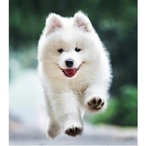 Best White Pet Dog Diy 5d Full Diamond Painting Kits UK QB5477