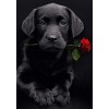 Special lack Dog Rose 5D Diy Diamond Painting Kits UK VM92332