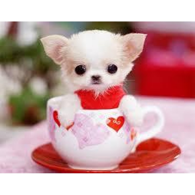 Cute Dog In The Cup ...