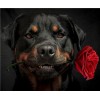 2019 Special Dog Rottweiler Pictures 5d Diy Diamond Painting Kits UK VM09854