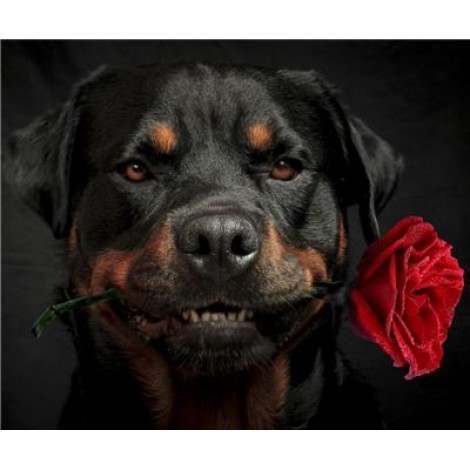 2019 Special Dog Rottweiler Pictures 5d Diy Diamond Painting Kits UK VM09854