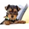 Hot Sale Cute Dog Best Birthday Gift 5d Diy Diamond Painting Kits UK VM7366