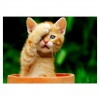 Hot Sale Cut Cats Portrait Diy 5d Rhinestone Art Kits UK VM97485