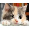 2019 New Hot Sale Cute Cat 5d Diamond Painting Cross Stitch UK VM58591