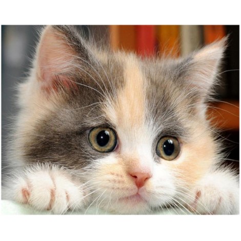 2019 New Hot Sale Cute Cat 5d Diamond Painting Cross Stitch UK VM58591