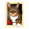 Hot Sale Cat Pattern 5d Diy Cross Stitch Full Diamond Painting Kits UK QB7033