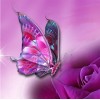 2019 Dream Colorful Butterfly Picture Patterns Diamond Painting Kits UK VM7652