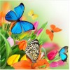 2019 Dream Beautiful Butterfly Picture Patterns Diamond Painting Kits UK VM7655