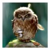 Watercolor Owl With A Cup Of Coffee Diamond Painting Kits UK AF9229