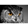 New Owl Full Drill 5D DIY Diamond Painting Kits UK VM92183