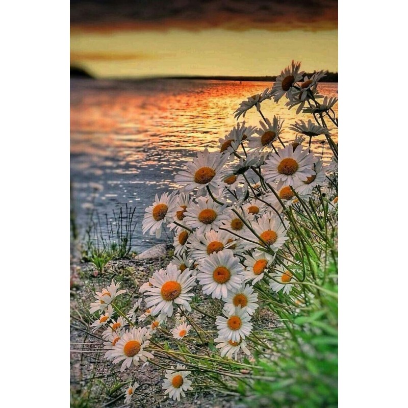 2019 New Hot Sale Fl...