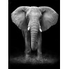 2019 Black White Square Diamond Elephant 5d Diy Diamond Painting Kits UK VM7350