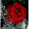 2019 Red Rose Flower Full Drill 5D DIY Diamond Painting Kits UK Cross Stitch VM90308