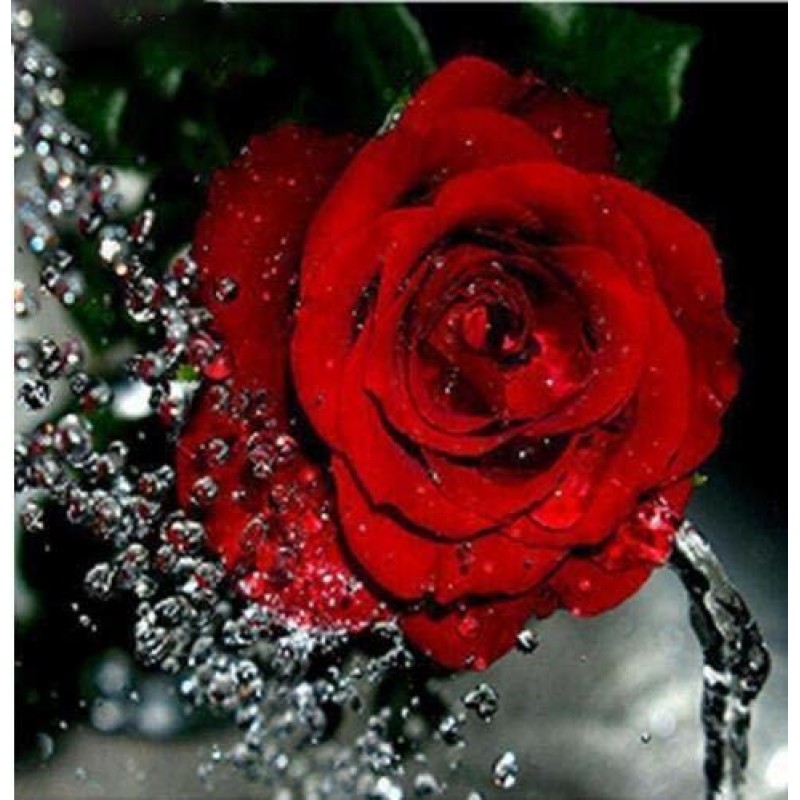 2019 Red Rose Flower...
