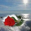 5D DIY Diamond Painting Sea Red Rose Flower Embroidery Diamond Painting VM90514