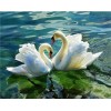 2019 New Hot Sale Elegant Swan Lover 5d Rhinestone Painting UK VM1508