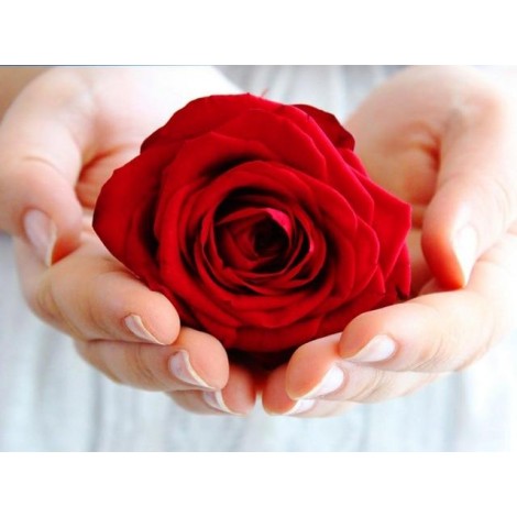 2019 Dream Rew Rose Needlework 5d Diy Diamond Painting Kits UK VM9141