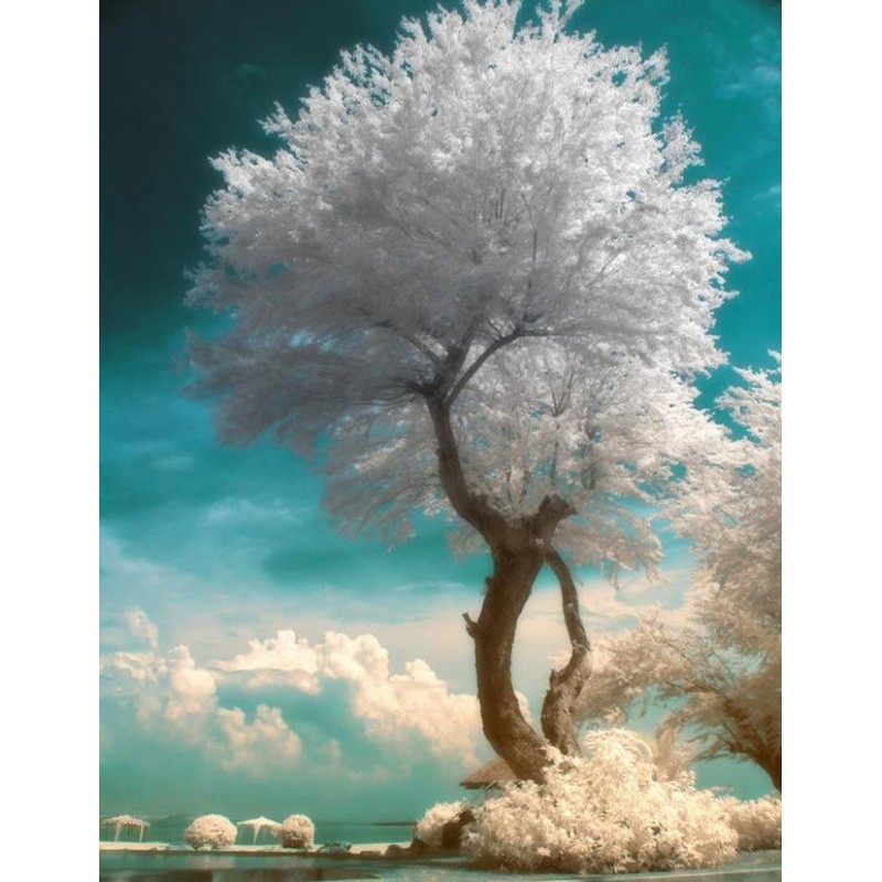Dream Tree Scenery E...