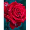 2019 Hot Sale Home Decor Red Rose 5d Diy Diamond Painting Kits Flowers UK VM4018