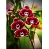 2019 New Hot Sale Red Flower 5d DIY Rhinestone Cross Stitch Kits UK VM8233