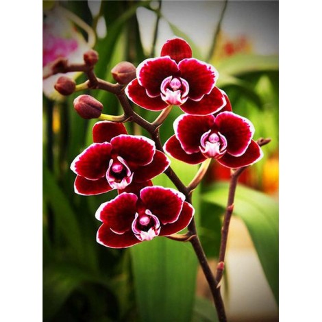 2019 New Hot Sale Red Flower 5d DIY Rhinestone Cross Stitch Kits UK VM8233