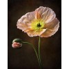 Hot Sale Bead Pink Flower Diy 5d Diamond Embroidery Painting Kits UK VM8716