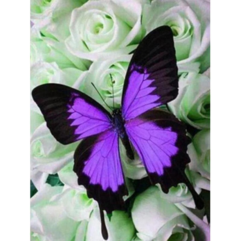 Butterfly Flower Ful...