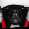 Cheap Special Funny Pet Dog Diy 5d Full Diamond Painting Kits UK QB05499