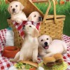 New Arrival Hot Sale Rhinestone Dog 5d Diy Diamond Painting Kits UK VM6001