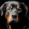 2019 Special Dog Rottweiler Pictures 5d Diy Diamond Painting Kits UK VM9854