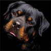 2019 Special Dog Rottweiler Pictures 5d Diy Diamond Painting Kits UK VM9853