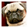 Cheap Pet Dog Diy 5d Full Diamond Painting Kits UK QB5483