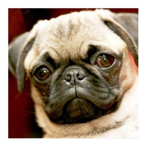 Cheap Pet Dog Diy 5d Full Diamond Painting Kits UK QB5483