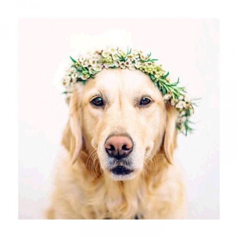 Best Pet Dog Diy 5d ...