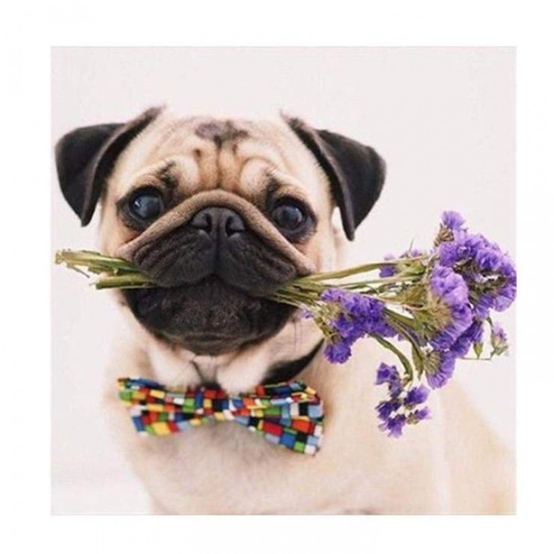 2019 Style Pet Dog D...