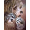 New Arrival Hot Sale Dog Picture Wall Decor 5d Diy Diamond Painting Kits UK VM39520