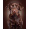 New Arrival Hot Sale Pet Cute Dog Pattern 5d Diy Diamond Painting Kits UK VM9611