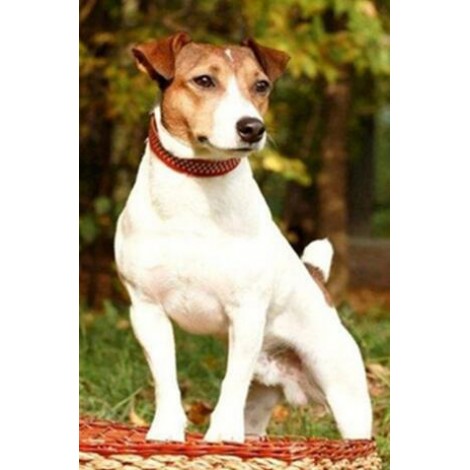 New Arrival Hot Sale Square Diamond Cute Dog 5d Diy Diamond Painting Kits UK VM7360