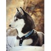 2019 New Hot Sale Stitch Kit 5d Diy Diamond Painting Snow Dog UK VM8615