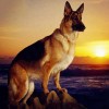 Dog Shepherd Full Drill 5D Diy Diamond Painting Kits Uk Cross Stitch VM90098