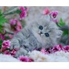 Cute Little kitten Full Drill 5D DIY Diamond Painting Kits UK VM90830